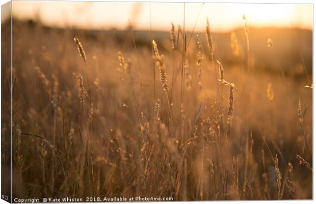 Golden Hour Meadow Canvas Print by Kate Whiston