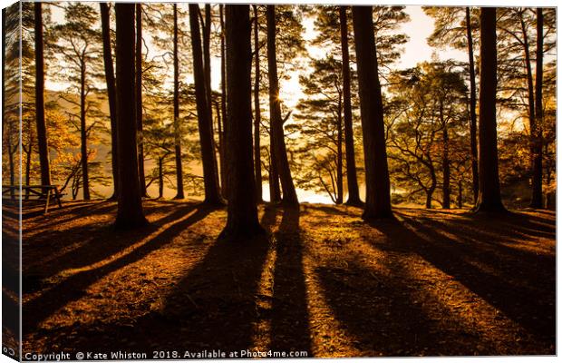 Sunlight Through The Pines Canvas Print by Kate Whiston