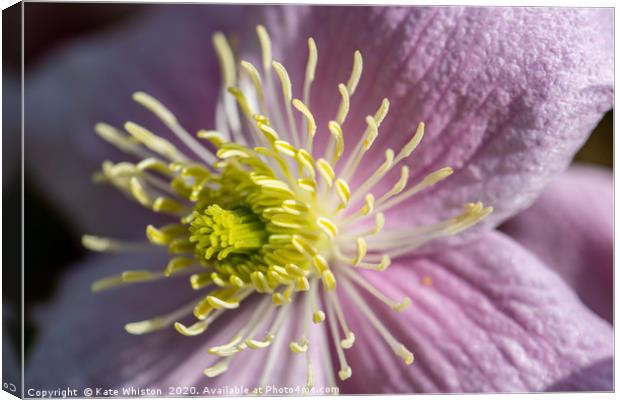 Pink Clematis Canvas Print by Kate Whiston