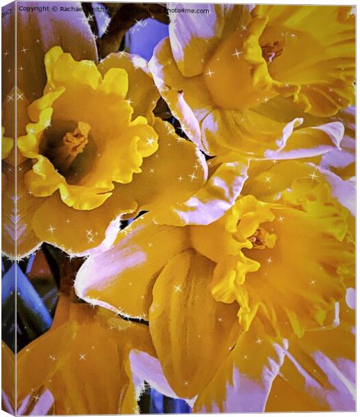Daffodils 🌼  Canvas Print by Rachael Smith