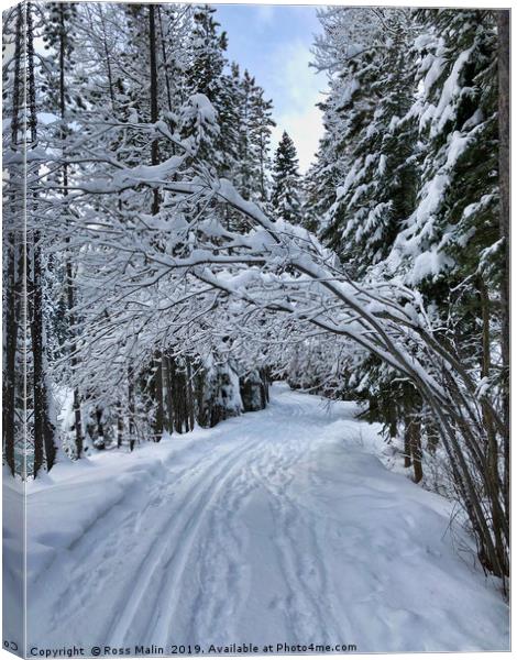 Snowy Walk through the Trees Canvas Print by Ross Malin