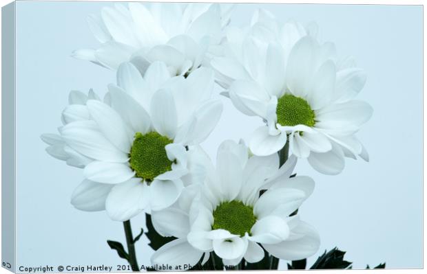 White Chrysanthemums Canvas Print by Craig Hartley