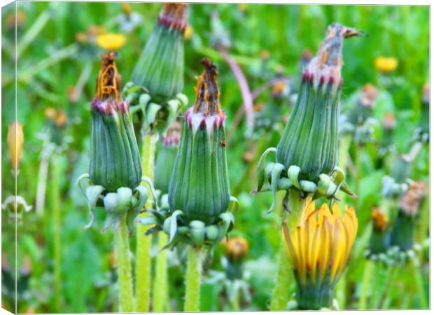 A row of yellow wilted dandelion flower buds Canvas Print by Cherise Man