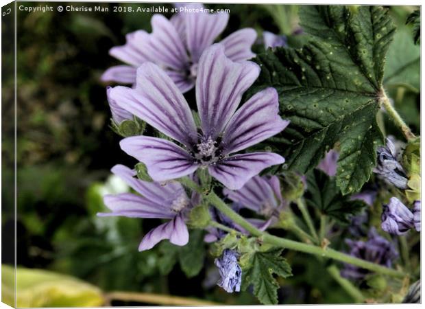 Dramatic purple perennial flowers framed photo Canvas Print by Cherise Man