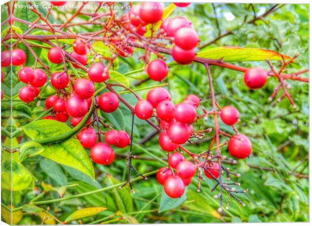 A pop of red red berries Canvas Print by Cherise Man