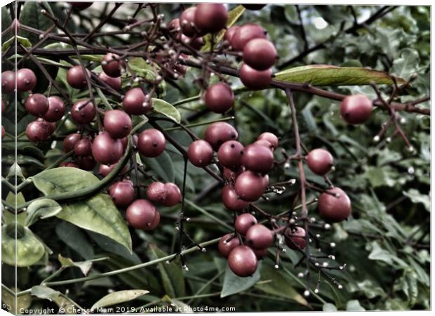 Red berries doomsday   Canvas Print by Cherise Man