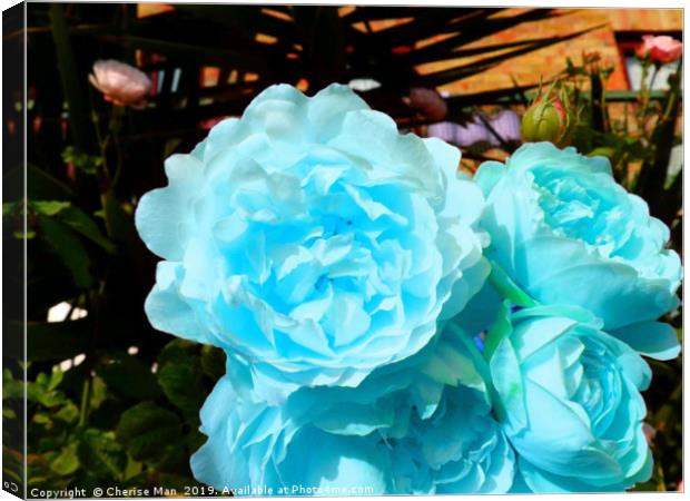 A bouquet of blue rose flowers Canvas Print by Cherise Man