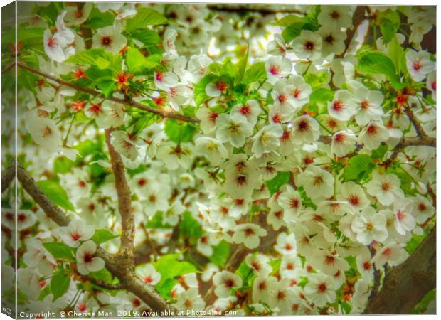 Flowering cherry blossom tree hd Canvas Print by Cherise Man