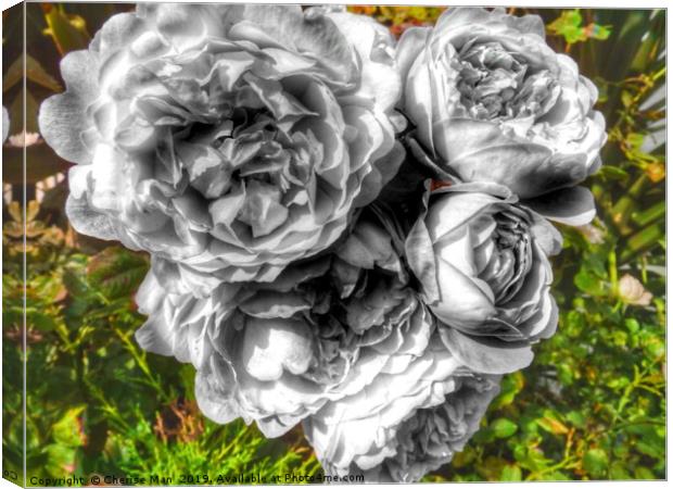 A black and white bouquet of pink rose flowers Canvas Print by Cherise Man