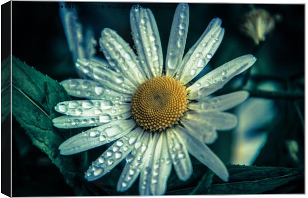 Daisy flower covered with raindrops Canvas Print by NKH10 Photography