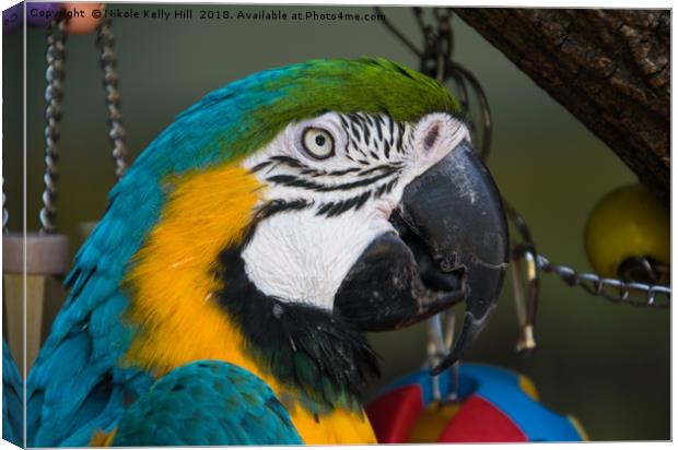 Macaw Portrait Canvas Print by NKH10 Photography