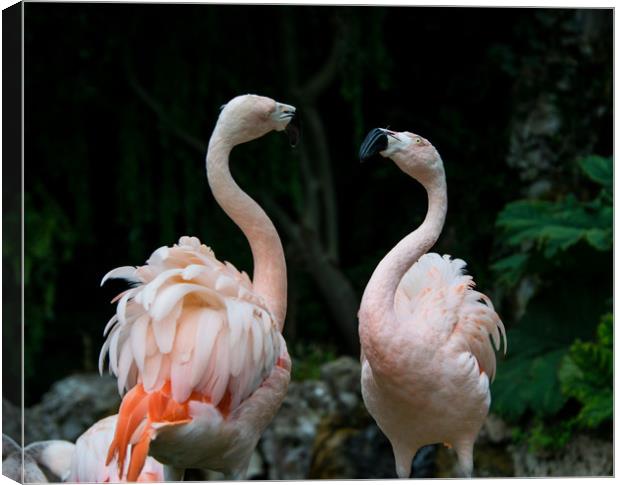 Two Flamingos Canvas Print by NKH10 Photography