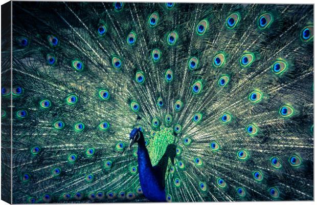 The Peacock Canvas Print by NKH10 Photography