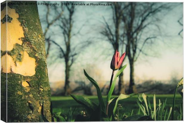 Red tulip in the sunshine Canvas Print by NKH10 Photography