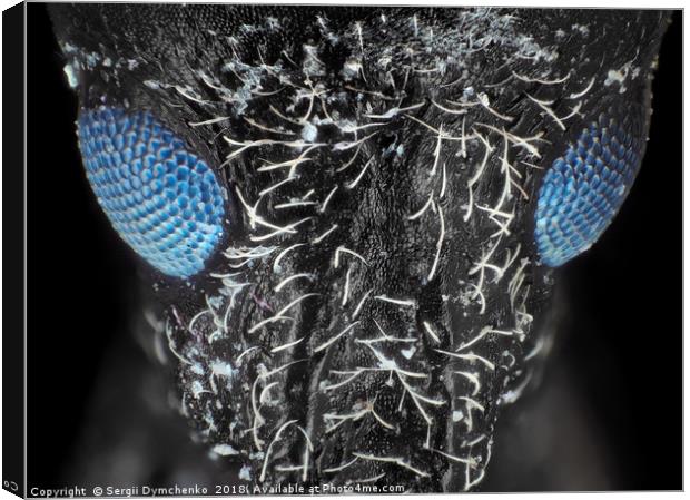 Weevil beetle under microscope Canvas Print by Sergii Dymchenko