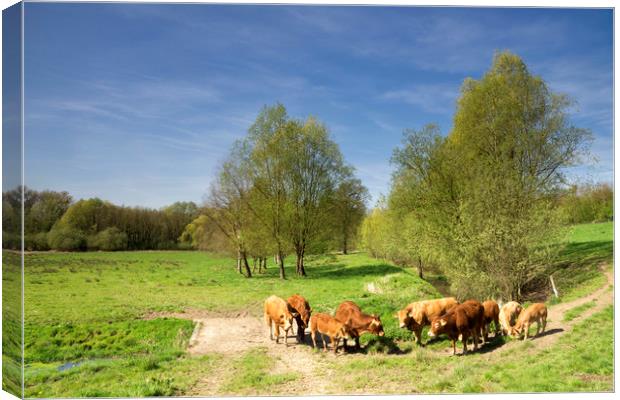 Cows in the Geleenbeek valley Canvas Print by John Stuij