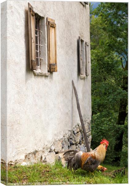 A rooster in front of a house Canvas Print by John Stuij