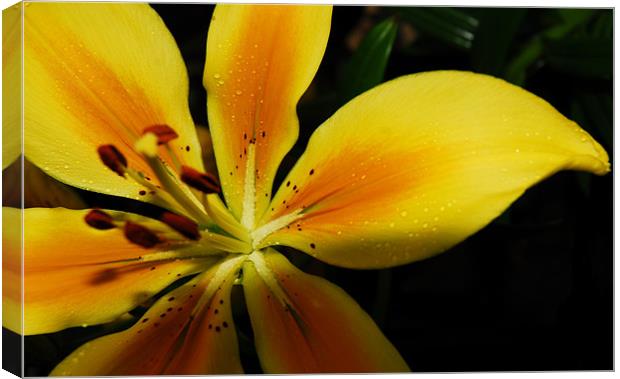 Yellow Lily Canvas Print by Lisa Shotton
