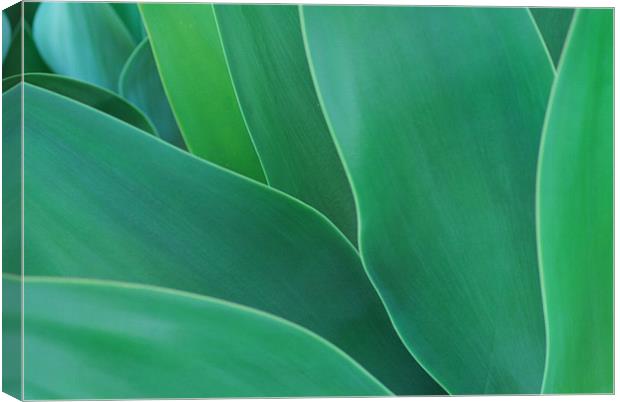 Green Leaves - Agave Canvas Print by Lisa Shotton