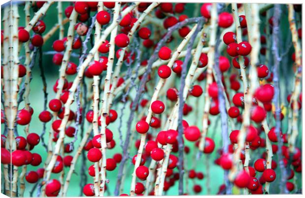 Red Berries 2 Canvas Print by Lisa Shotton