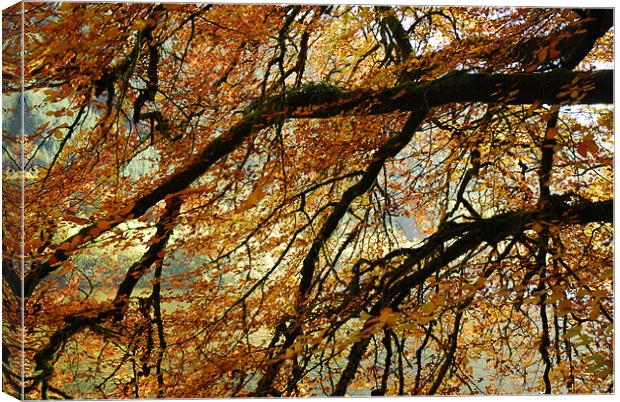 Autumn Tree Canvas Print by Lisa Shotton