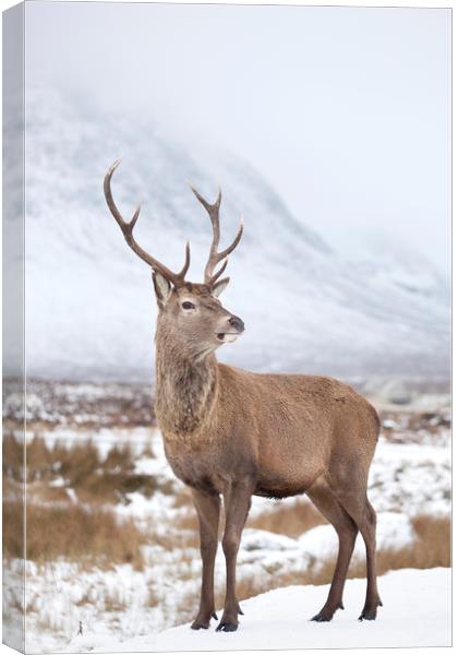 Monarch of the Glen Canvas Print by Robert McCristall