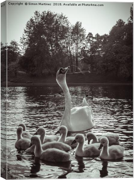 A Swan and Cygnets on Sefton Park Lake, Liverpool. Canvas Print by Simon Martinez