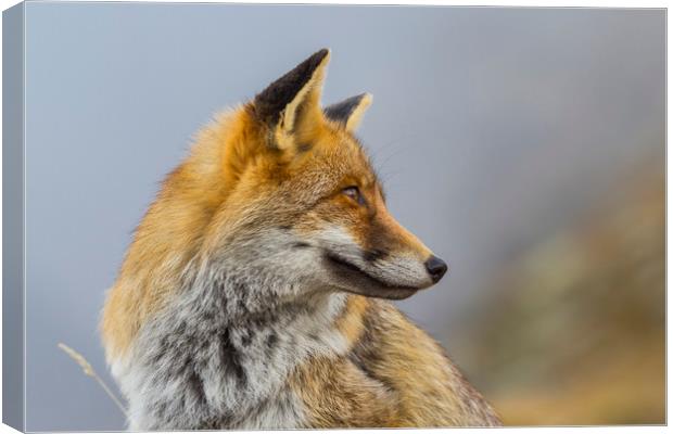 Deep in thoughts Canvas Print by Paolo Seimandi