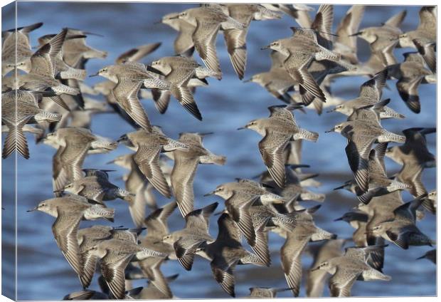 Flock of Knot in flight Canvas Print by Alan Humphreys