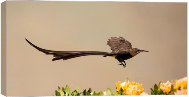 Cape Sugarbird Male in flight Canvas Print by Alan Humphreys