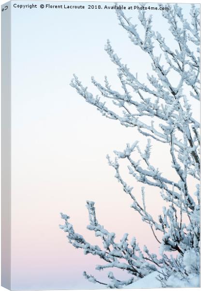 Branches covered in snow with pastel colored sky Canvas Print by Florent Lacroute