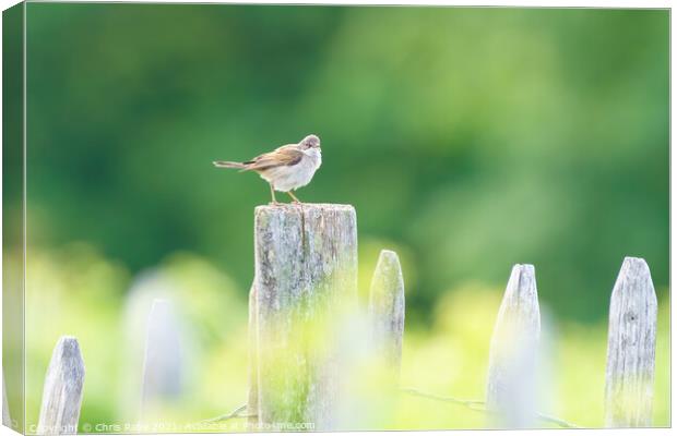 Common Whitethroat on a fence post Canvas Print by Chris Rabe