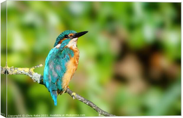 Common Kingfisher portrait Canvas Print by Chris Rabe