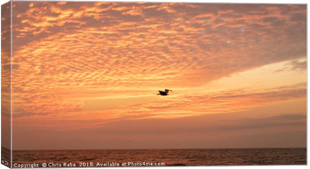 Brown Pelican (Pelecanus occidentalis) Canvas Print by Chris Rabe