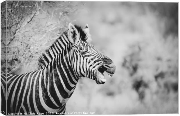 Zebra (Equus quagga) Canvas Print by Chris Rabe