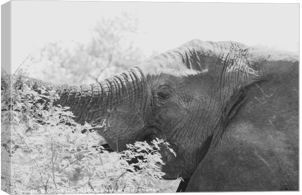 African Elephant (Loxodonta africana) Canvas Print by Chris Rabe