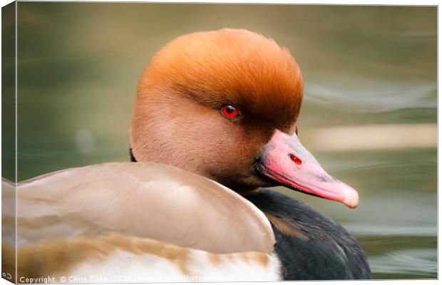 Portrait of Solitary Pochard (Aythya ferina) male  Canvas Print by Chris Rabe