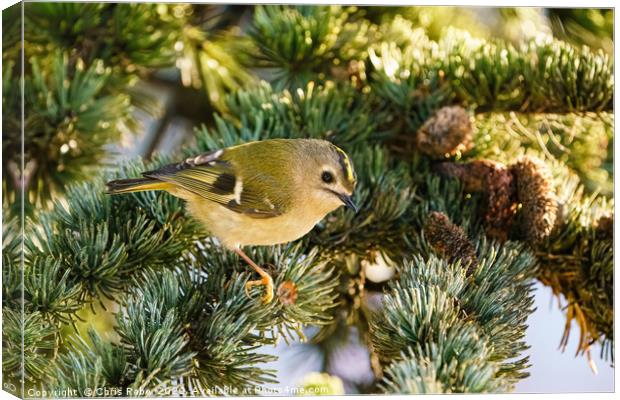 Goldcrest (Regulus regulus) sitting in pine needle Canvas Print by Chris Rabe