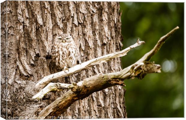 Little Owl perched on a tree Canvas Print by Chris Rabe