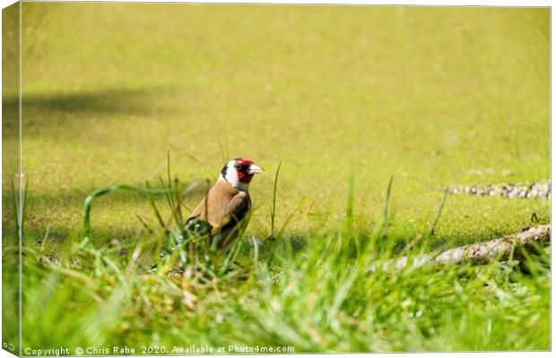 European Goldfinch (Carduelis carduelis) in grass  Canvas Print by Chris Rabe