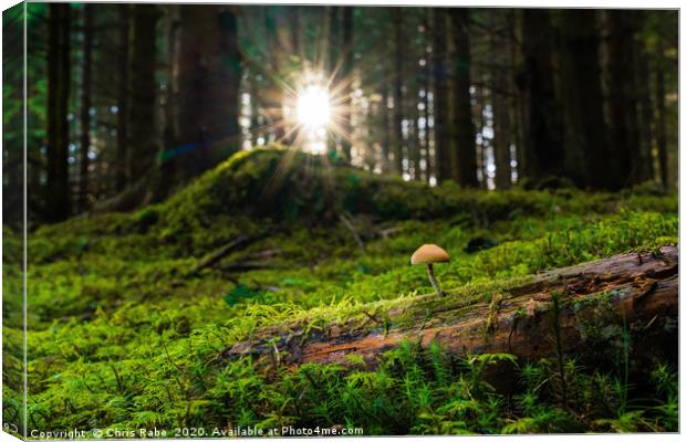 Sulphur tuft  mushroom  in magical forest Canvas Print by Chris Rabe