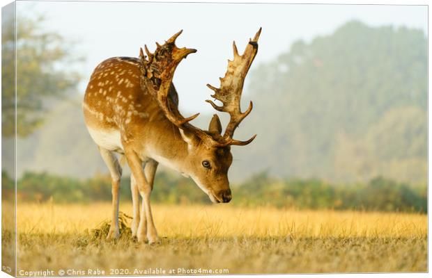 Male Fallow Deer stag in early morning autumn ligh Canvas Print by Chris Rabe