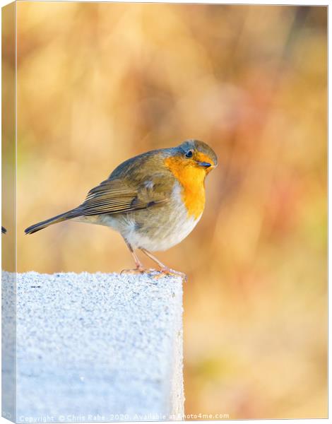 European Robin perched on a frosty concrete block Canvas Print by Chris Rabe