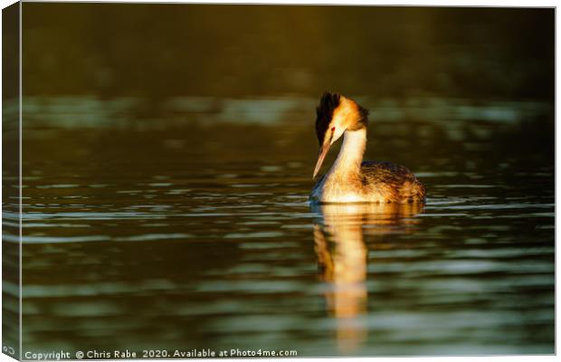 Great Crested Grebe looking down into water Canvas Print by Chris Rabe