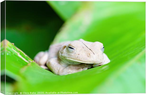 Gladiator Tree Frog close-up Canvas Print by Chris Rabe