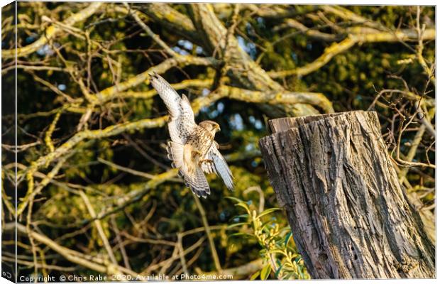 Common Kestrel coming in to land  Canvas Print by Chris Rabe