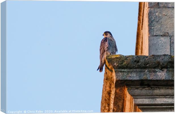 Peregrine perched on the side of a church tower Canvas Print by Chris Rabe