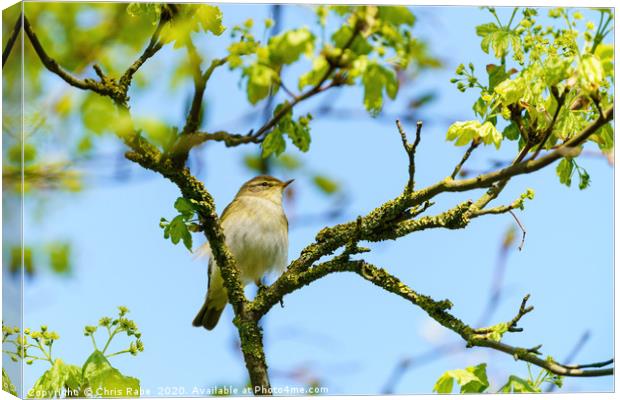 Willow Warbler  up a tree Canvas Print by Chris Rabe