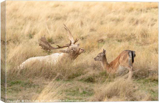 Fallow Deer stag and fawn having a moment Canvas Print by Chris Rabe