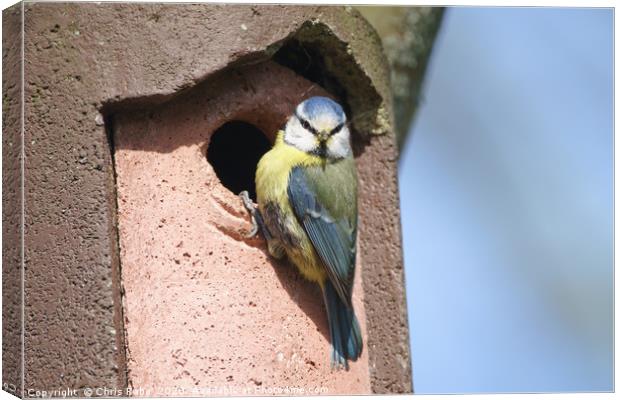 Blue Tit perched on nest Canvas Print by Chris Rabe